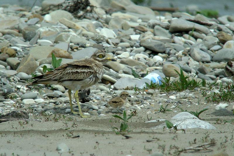 Occhione in Digiscoping